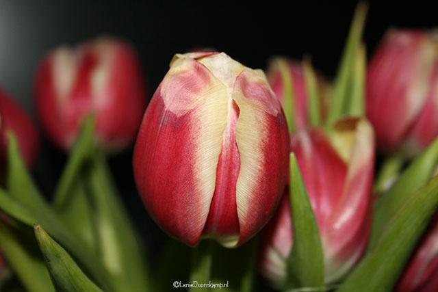 2009-tulpen