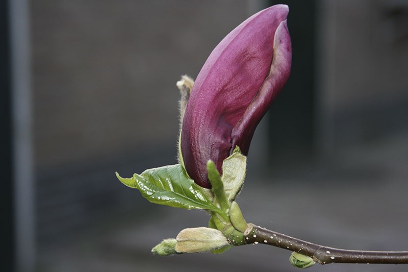 20090329-magnolia