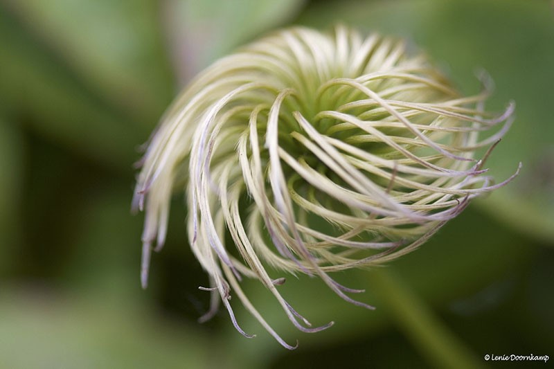 clematis (1)