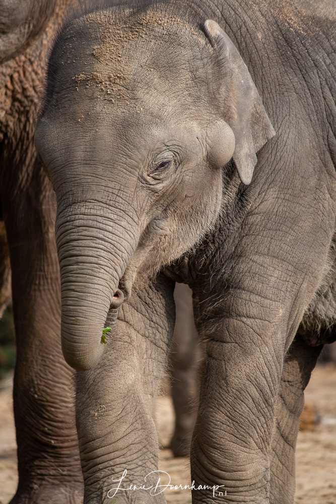 jonge olifant