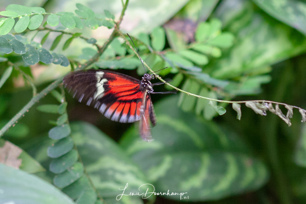 tropische vlinder