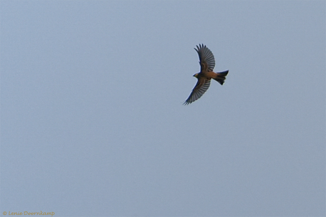 buizerd