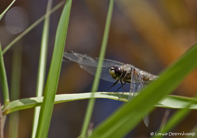 Libelle