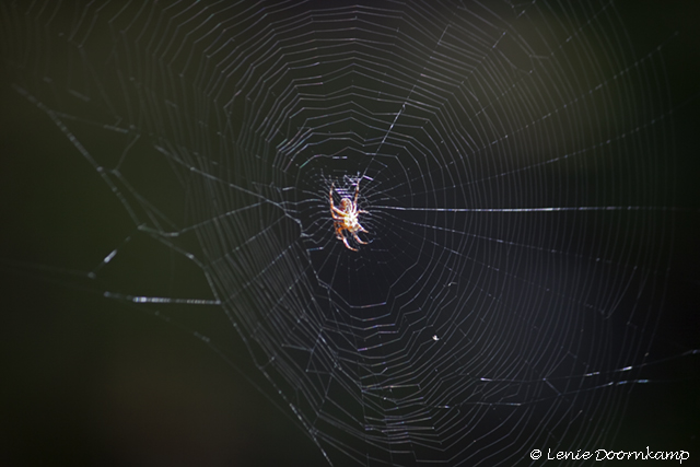 Spin in web