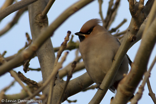 Pestvogel