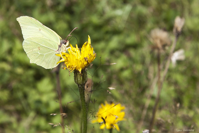 Gonepteryx rhamni