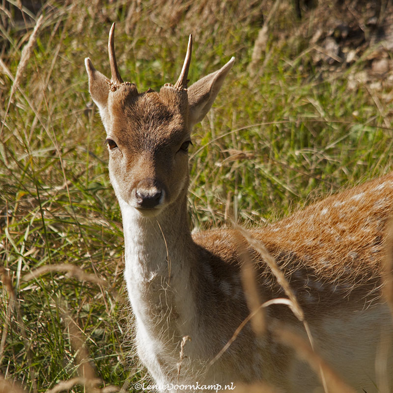 20131001-damhertjemetspriet