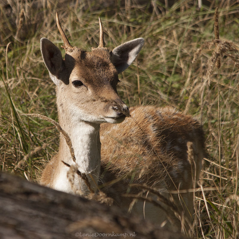 20131001-verstopt