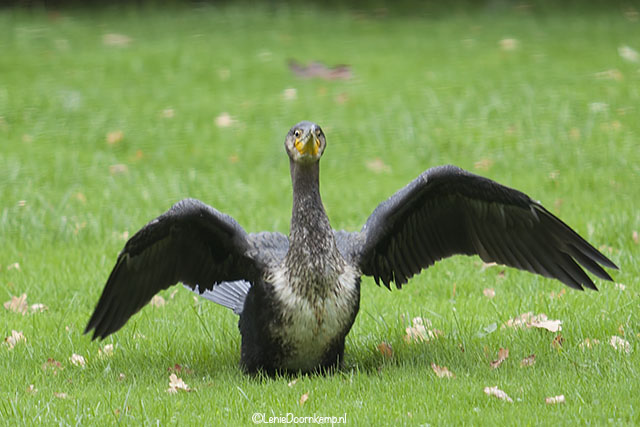 20131013-aalscholver