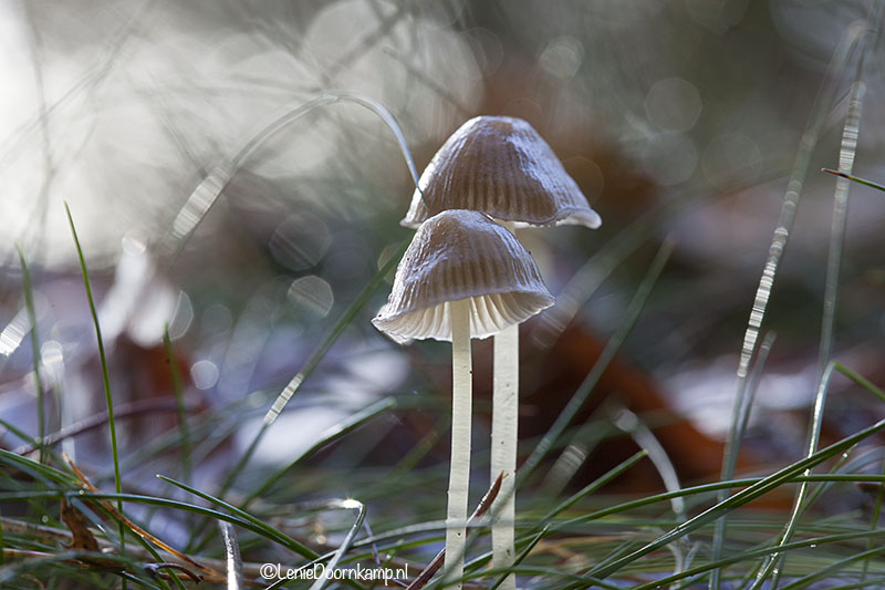 20131104-bokeh