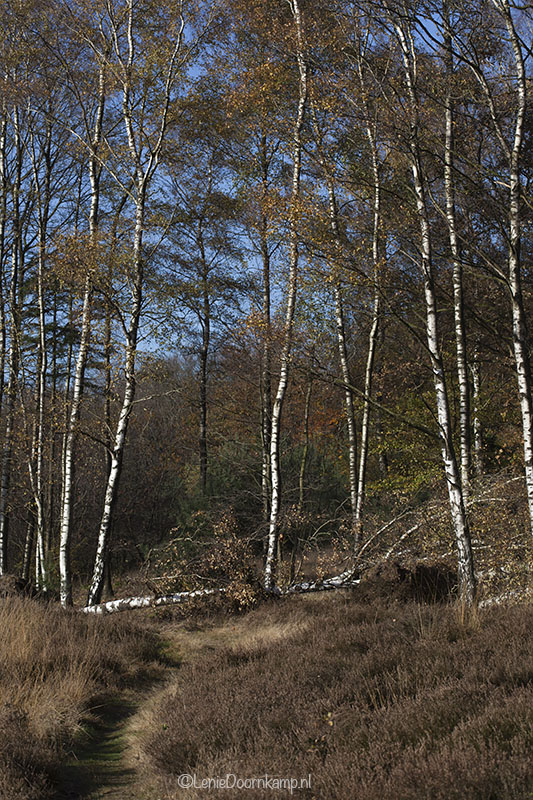 20131115-berken