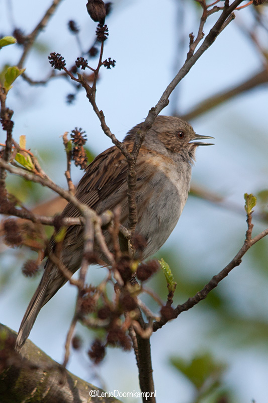 20140505_heggenmus