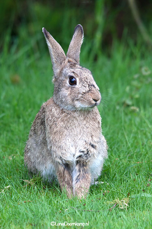 20140505_konijn