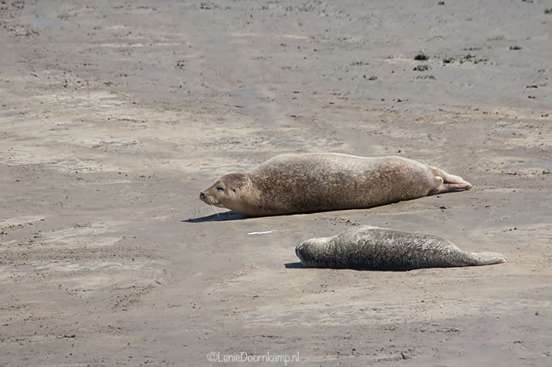 20140622-zeehonden