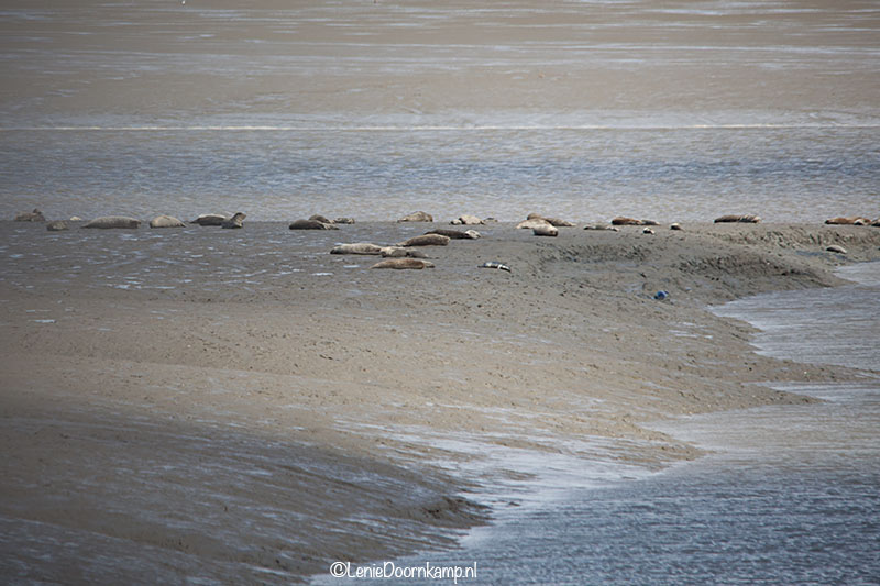 20140622-zeehonden2