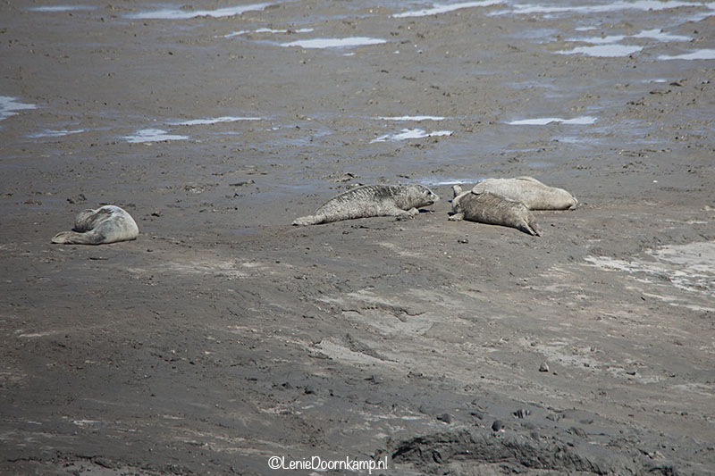 20140622-zeehonden3