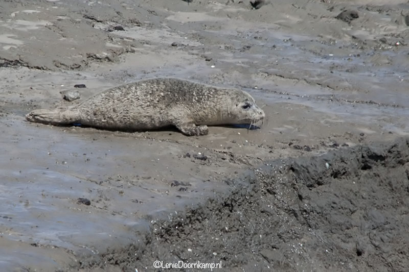 20140622-zeehonden4