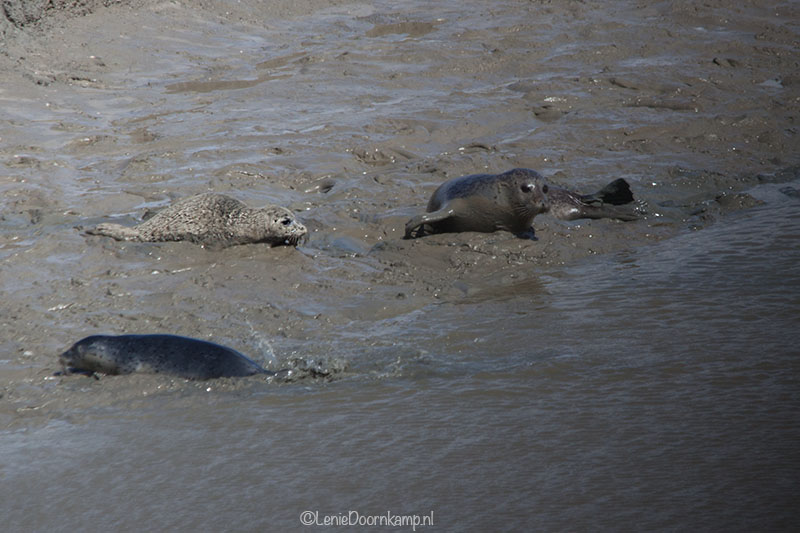 20140622-zeehonden5