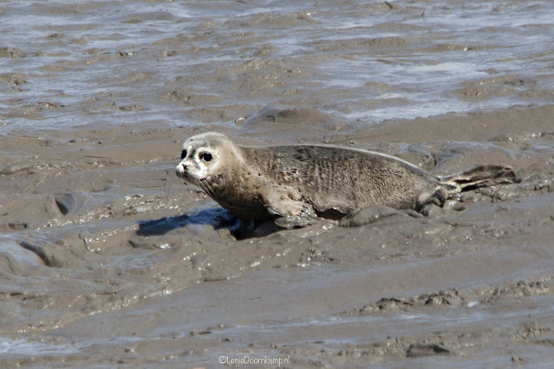 20140622-zeehonden6