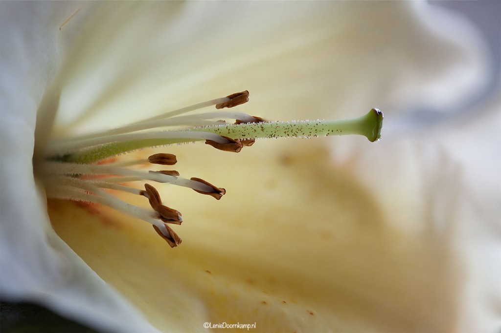 rhodondendron-fs