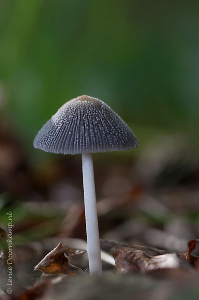 20140928-paddenstoel-3