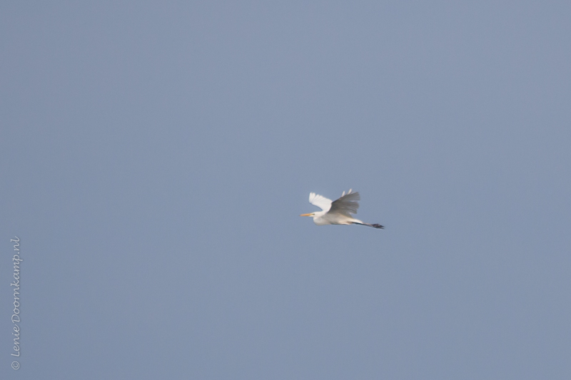 20140928-grotezilverreiger