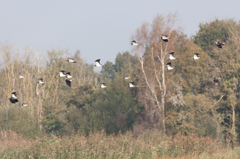 20140928-kieviten