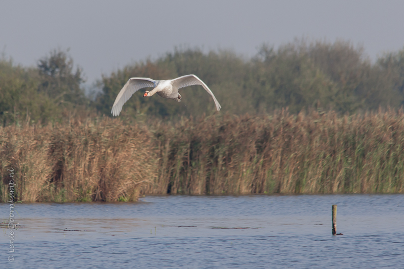 20140928-knobbelzwaan