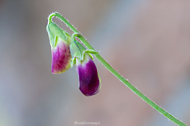 20141017-lathyrus