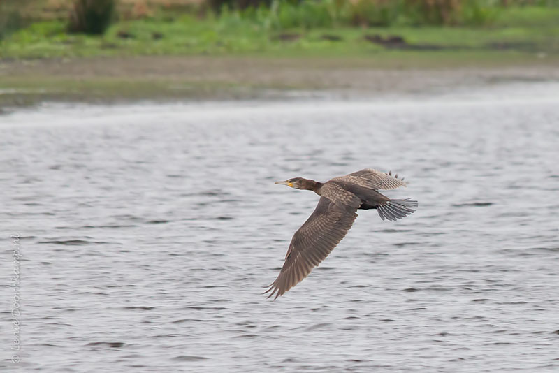 20141026-aalscholver