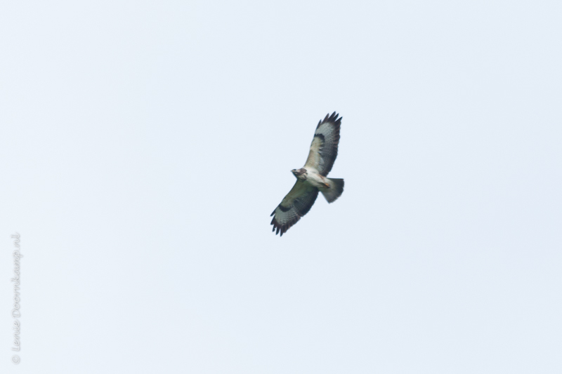 20141026-buizerd