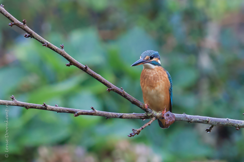 20141029-ijsvogel