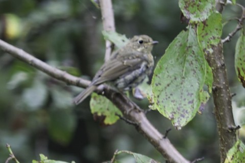 20140915-roodborst-juv