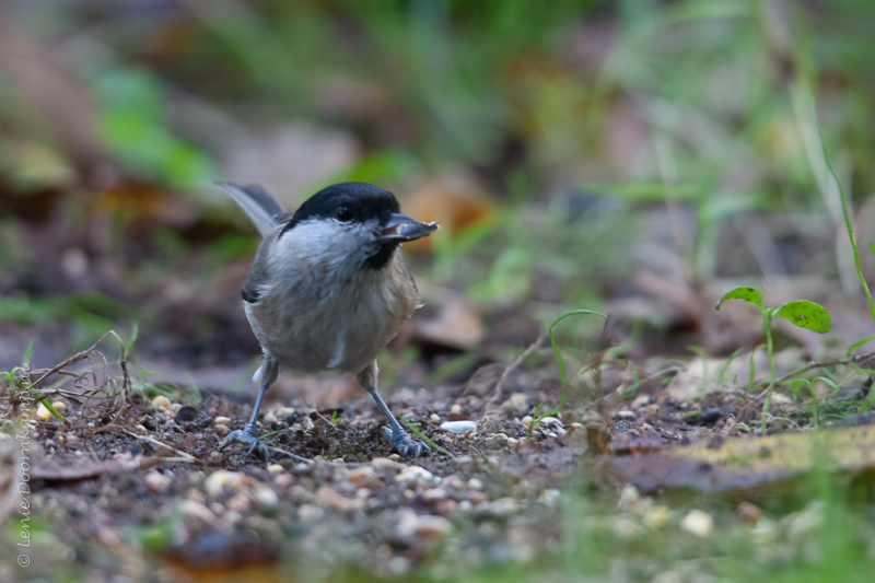 20141101-glanskop3
