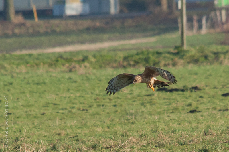 20150107-blauwekiekendiefvr1