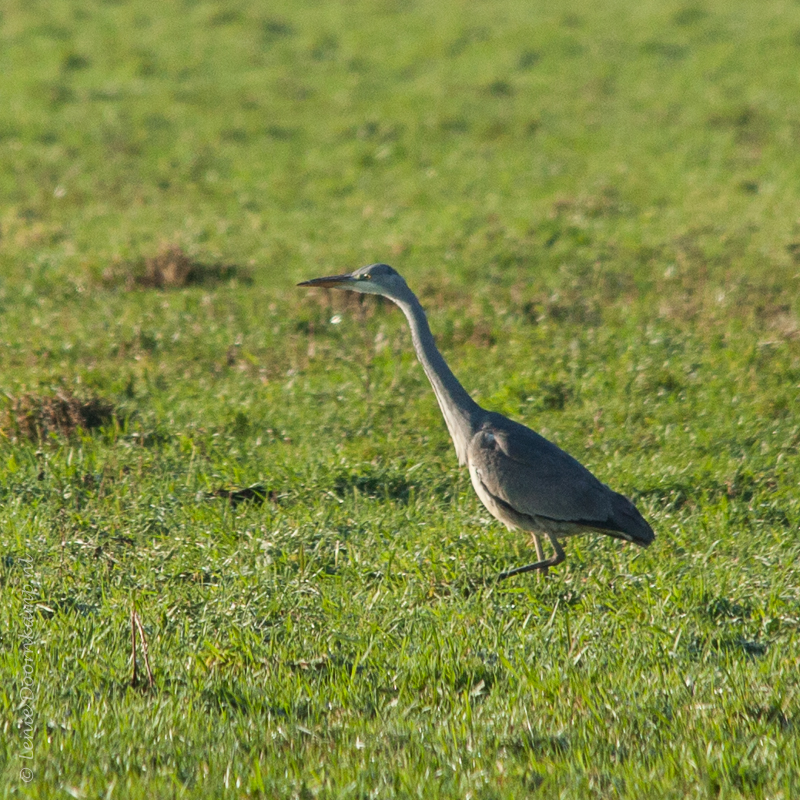 20150107-blauwereiger