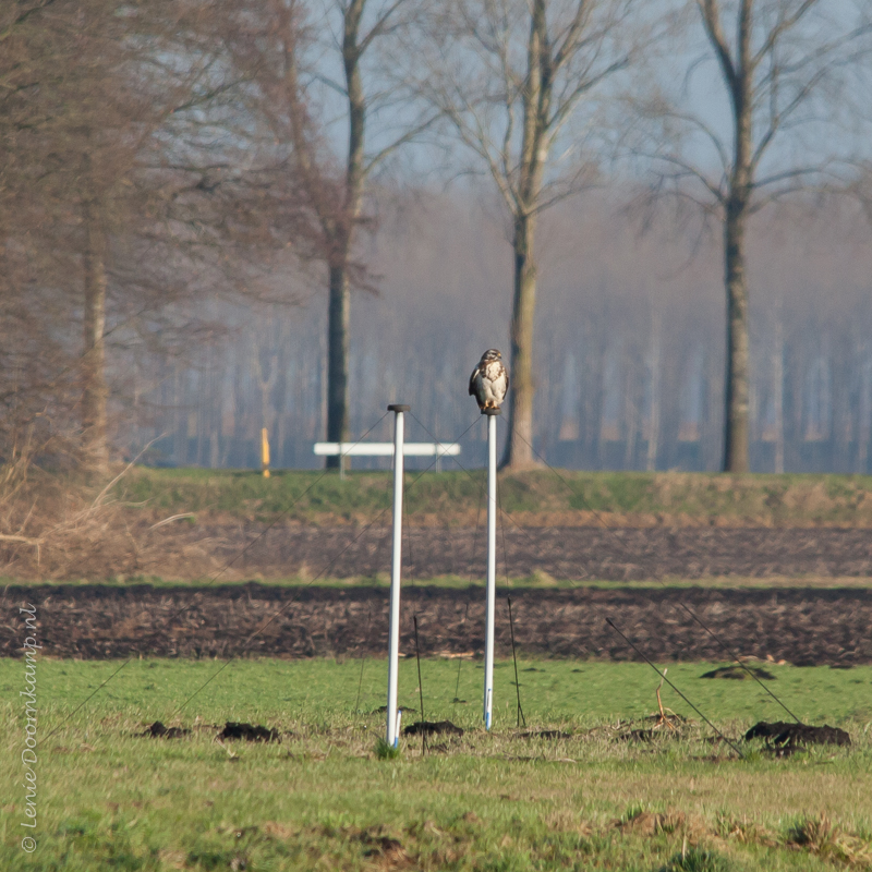 20150107-buizerd2