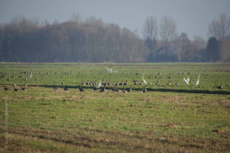 20150107-grotezilverreiger