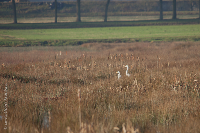 20150107-grotezilverreiger2