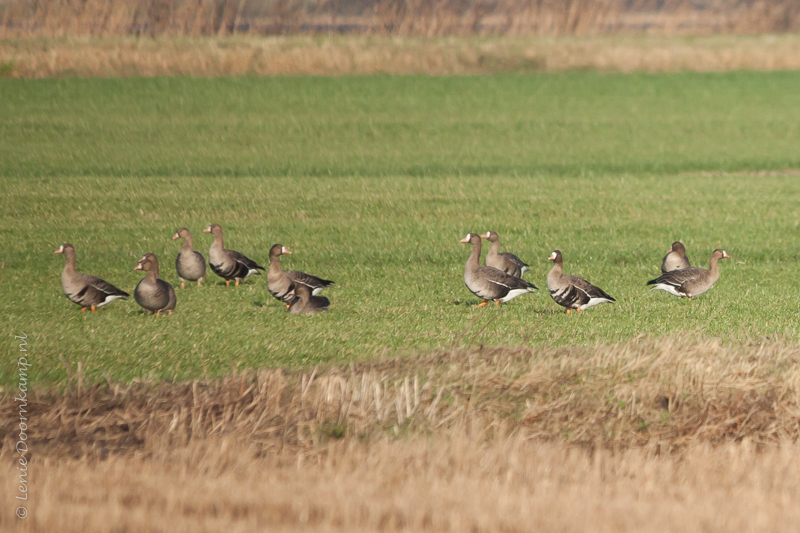 20150107-kolganzen2-2