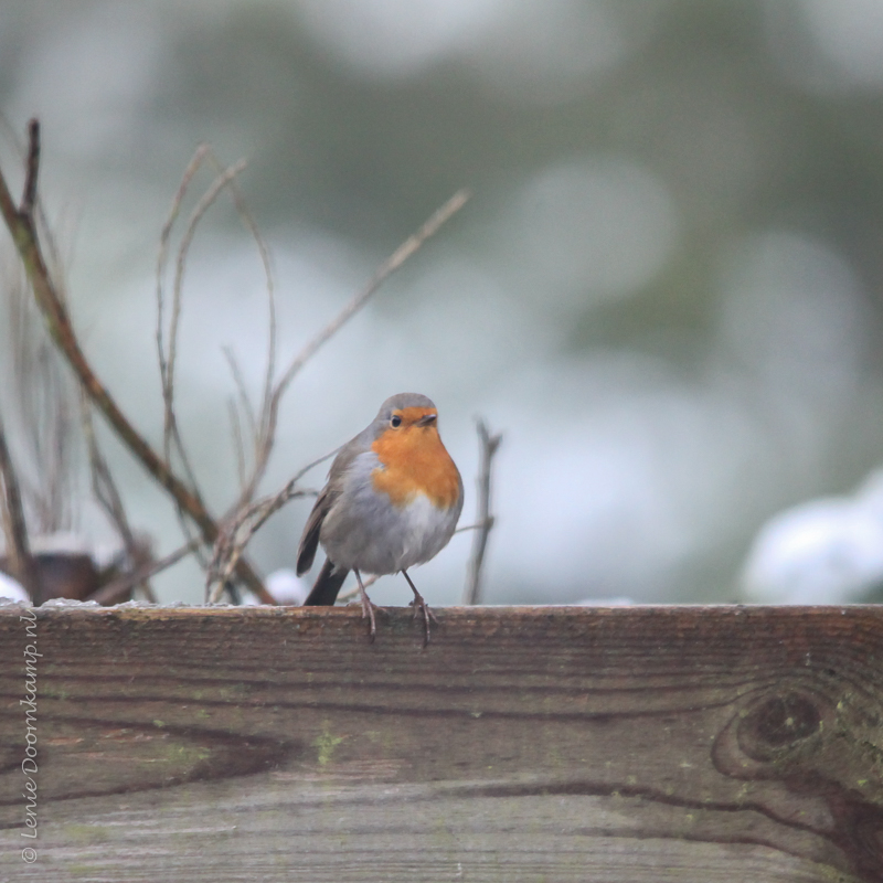 20150119-roodborstje