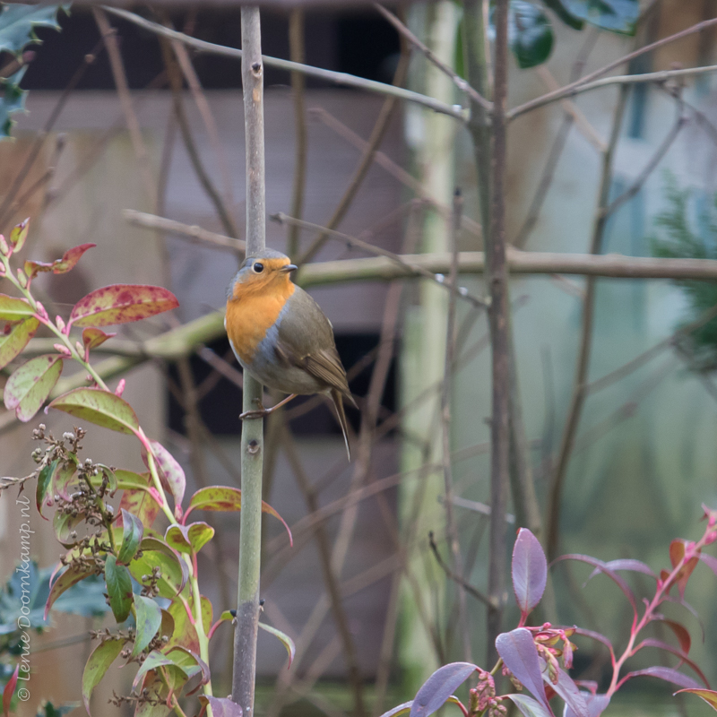 20150121-roodborst