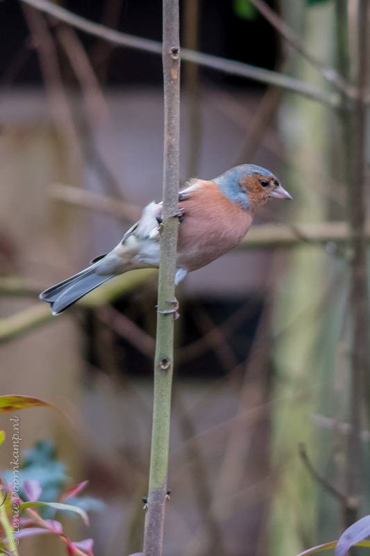 20150128-vink-man