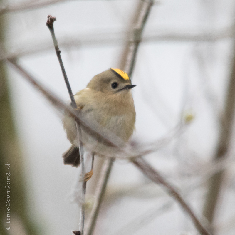 20150123-goudhaantje-2