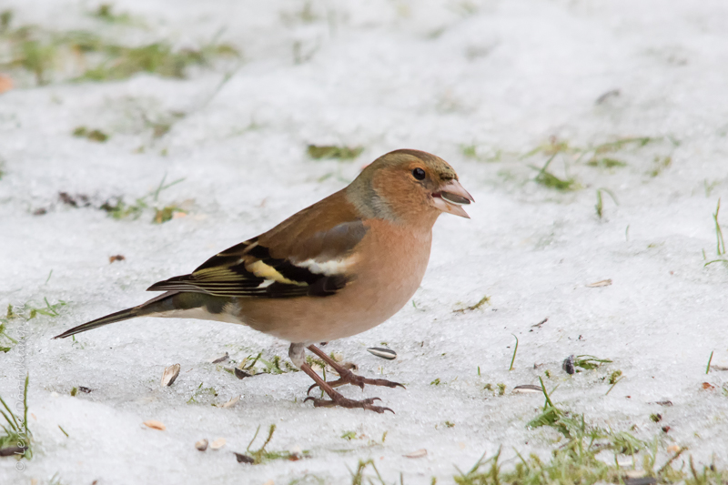 20150204-vink-man