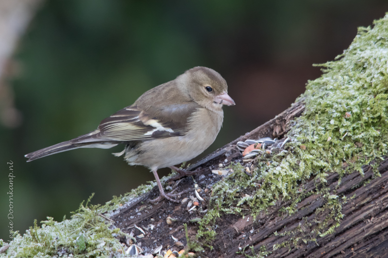 20150204-vink-vr