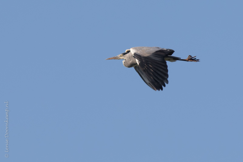 20150206-blauwe-reiger