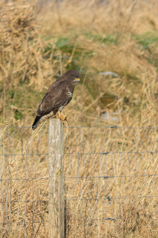 20150206-buizerd