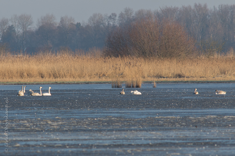 20150206-kleine-zwanen