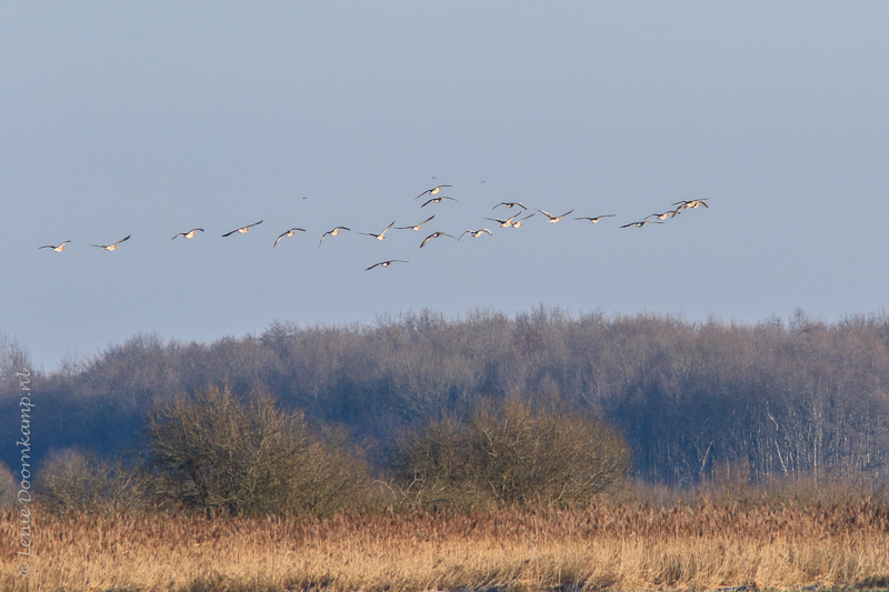 20150206-toendrarietganzen